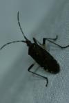 Dicranocephalus agilis