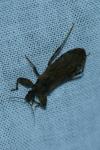Oncocephalus squalidus