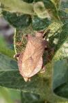 Coreus marginatus