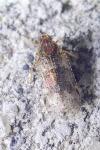 Cixius simplex