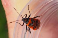 Corizus hyoscyami