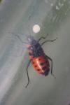 Corizus hyoscyami
