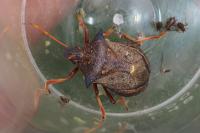 Picromerus bidens