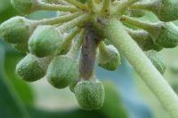 Synophropsis lauri
