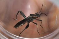 Camptopus lateralis