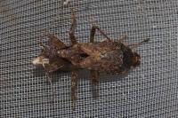 Himacerus mirmicoides