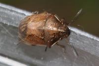 Neottiglossa pusilla