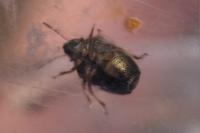 Neottiglossa pusilla