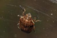 Neottiglossa pusilla
