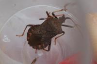 Coreus marginatus