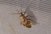 Lygus rugulipennis