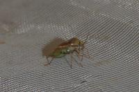 Lygus rugulipennis
