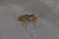 Lygus rugulipennis