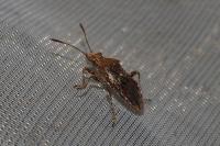 Rhopalus subrufus