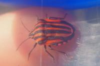 Graphosoma italicum