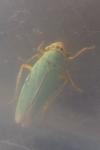 Cicadella viridis