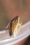 Aelia acuminata