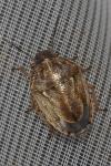 Neottiglossa leporina