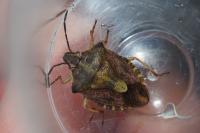Stictopleurus abutilon / Stictopleurus pictus