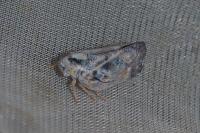 Metcalfa pruinosa