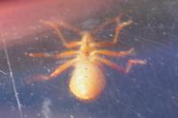 Rhopalus maculatus