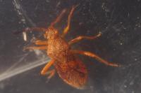 Rhopalus maculatus