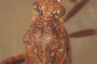 Stictopleurus abutilon / Stictopleurus pictus