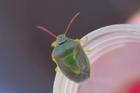 Piezodorus lituratus