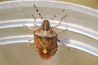 Dolycoris baccarum