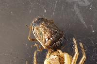 Eysarcoris ventralis
