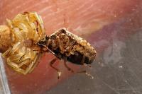 Eysarcoris ventralis