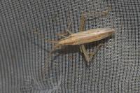 Stenodema laevigata