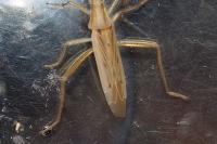 Stenodema laevigata