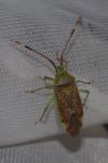 Pantilius tunicatus
