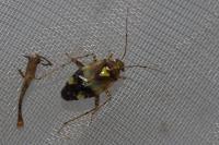 Liocoris tripustulatus