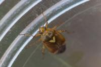 Lygus pratensis