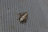 Issidae