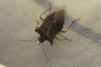 Pentatoma rufipes