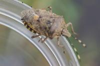 Rhaphigaster nebulosa