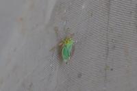 Cicadella viridis