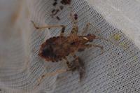 Himacerus mirmicoides