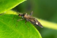 Closterotomus fulvomaculatus