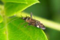 Closterotomus fulvomaculatus