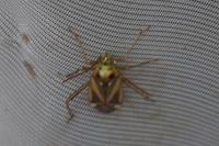 Adelphocoris lineolatus