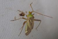 Adelphocoris lineolatus