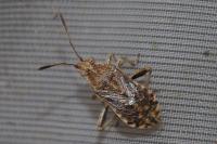 Stictopleurus punctatonervosus