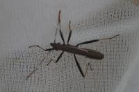 Micrelytra fossularum