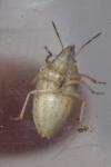 Aelia acuminata