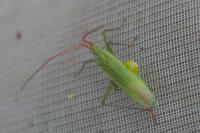 Trigonotylus caelestialium