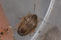 Neottiglossa leporina